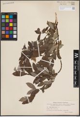 Foto von Salix discolor Muhl.